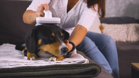 PiddiPet (1+1 offert)